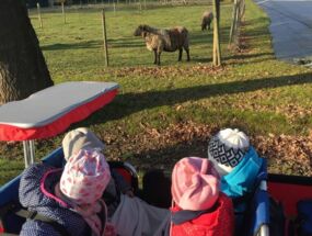 Kinder sitzen im Kinderwagen und beobachten Schafe