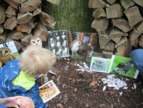 Ein Junge betrachtet Bilder von Eulen und Greifvögeln