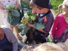 Die Kinder tragen ihr geernteten Kohlrabi zusammen