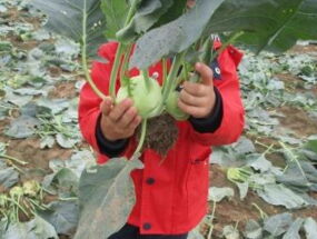 Ein Kind zeigt seine geernteten Kohlrabi