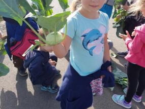 Ein Mädchen zeigt seine selbst geernete Kohlrabi