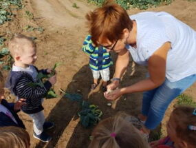 Eine Kohlrabi wird angeschnitten