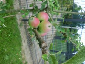 Die ersten Äpfel an unserem Apfelbaum
