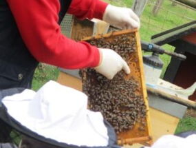 Bienenrahmen mit Bienen