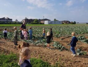 Wir ernten frische Kohlrabi